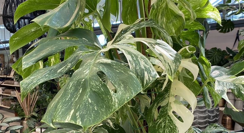 Monstera variegata.jpg