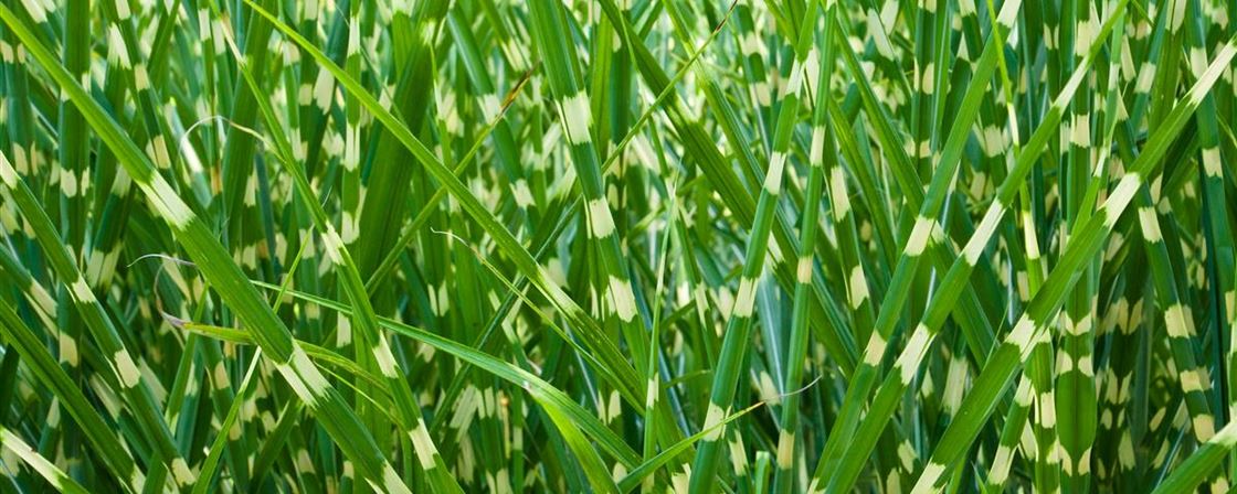 background-from-miscanthus-zebrinus-P72BSRL.jpg