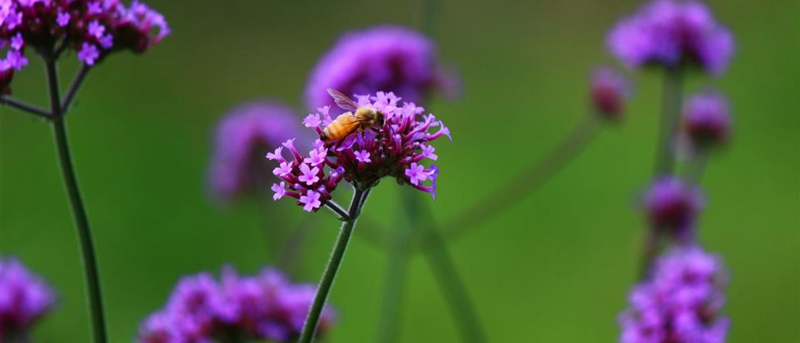 verbena-bonariensis-WR85LPC.jpg