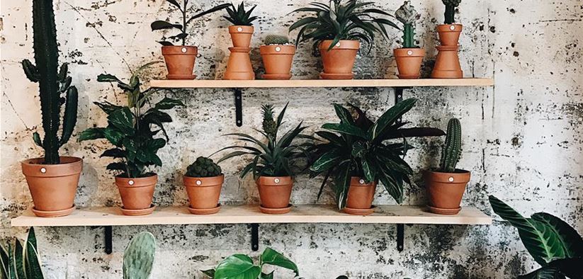 plants-in-pots-TA4LN64.jpg