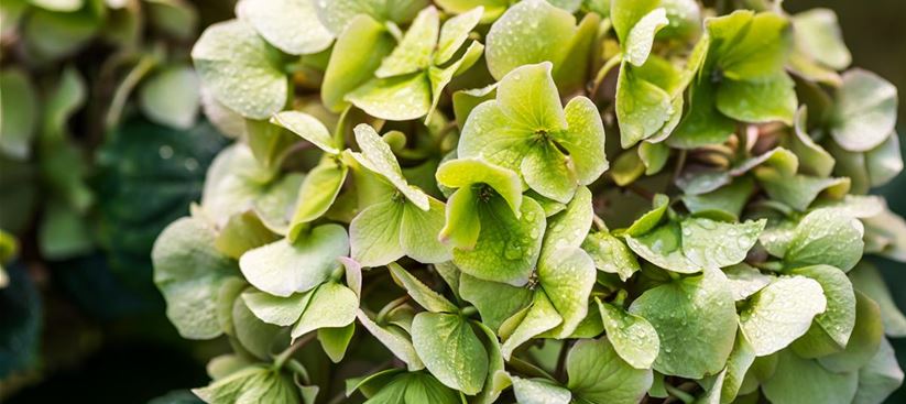 green-hydrangea-flowers-in-the-garden-Q4NUHUK.jpg