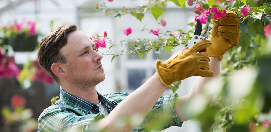 a-man-working-in-an-organic-nursery-greenhouse-BPGWJFP.jpg