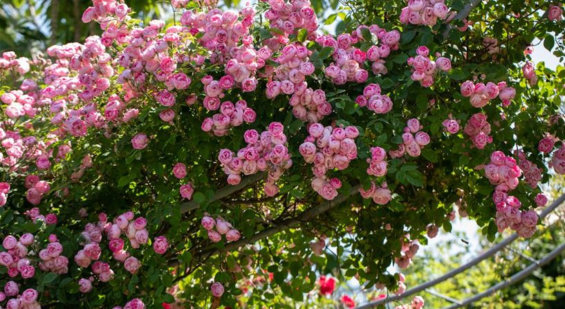 Rosa 'Raubritter'